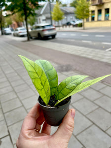 Hoya Callistophylla