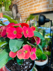 Euphorbia millii  Cardinal