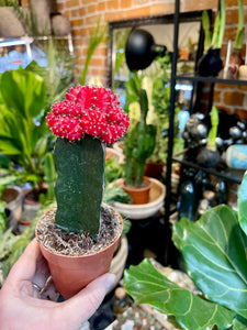 Gymnocalycium moon cactus