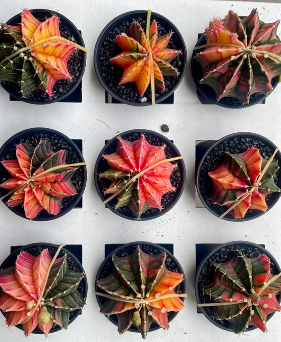 Gymnocalycium variegata