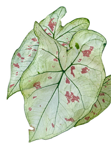 Caladium Strawberry Star