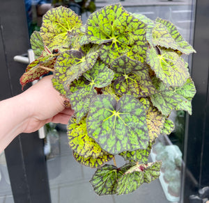 Begonia leaf Froggy