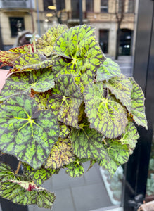 Begonia leaf Froggy