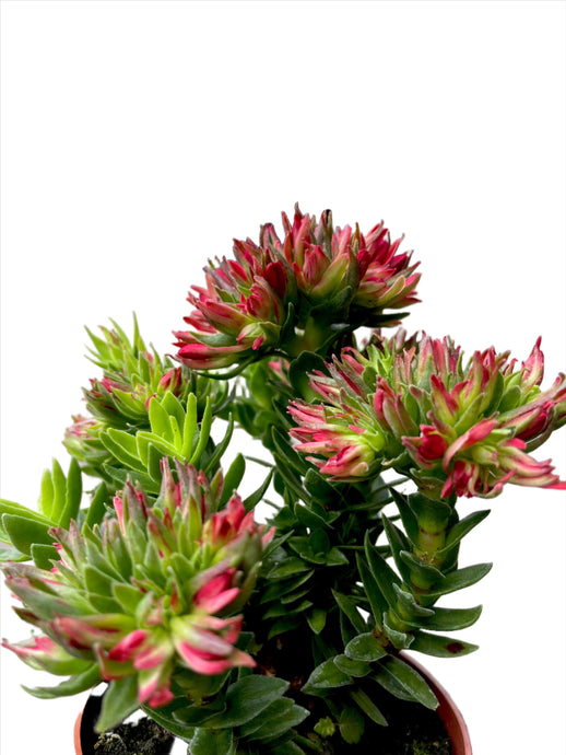 Crassula Cocinea