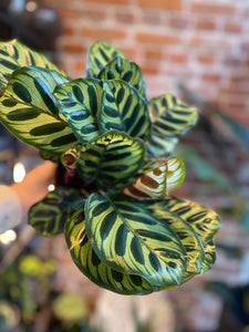 Calathea makoyana