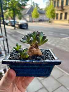 Aloinopsis Schooneesii