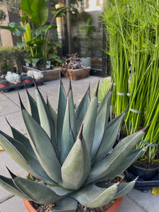 Agave Agave Nigra