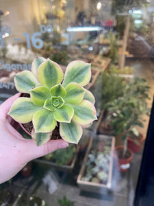 Aeonium Starburs