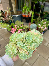 Translation missing: lt.sections.featured_product.gallery_thumbnail_alt