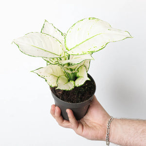 Aglaonema White Joy