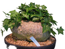 Translation missing: lt.sections.featured_product.gallery_thumbnail_alt