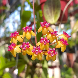 Hoya Soligamiana