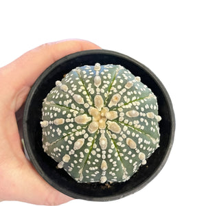 Astrophytum super kabuto
