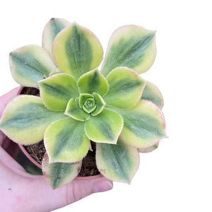 Aeonium Starburs