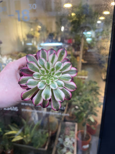 Aeonium Red Copper