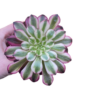 Aeonium Red Copper