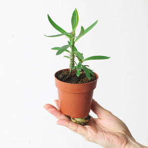 Pachypodium Bispinosum