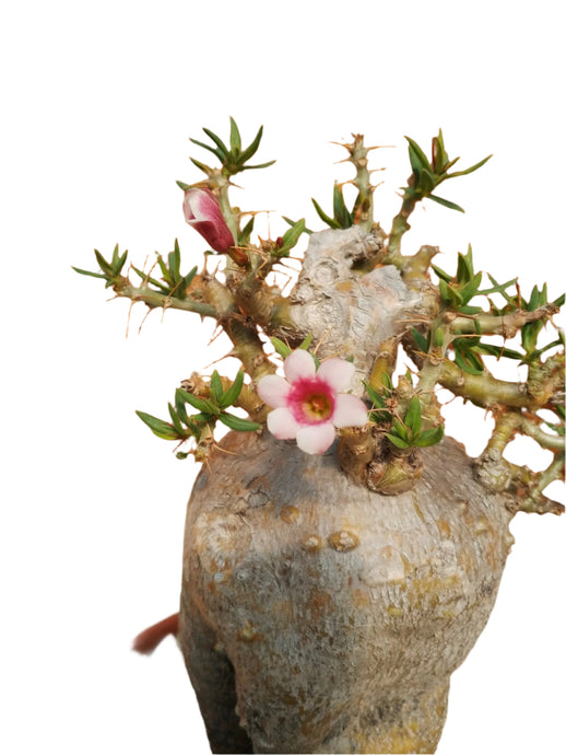 Pachypodium Bispinosum