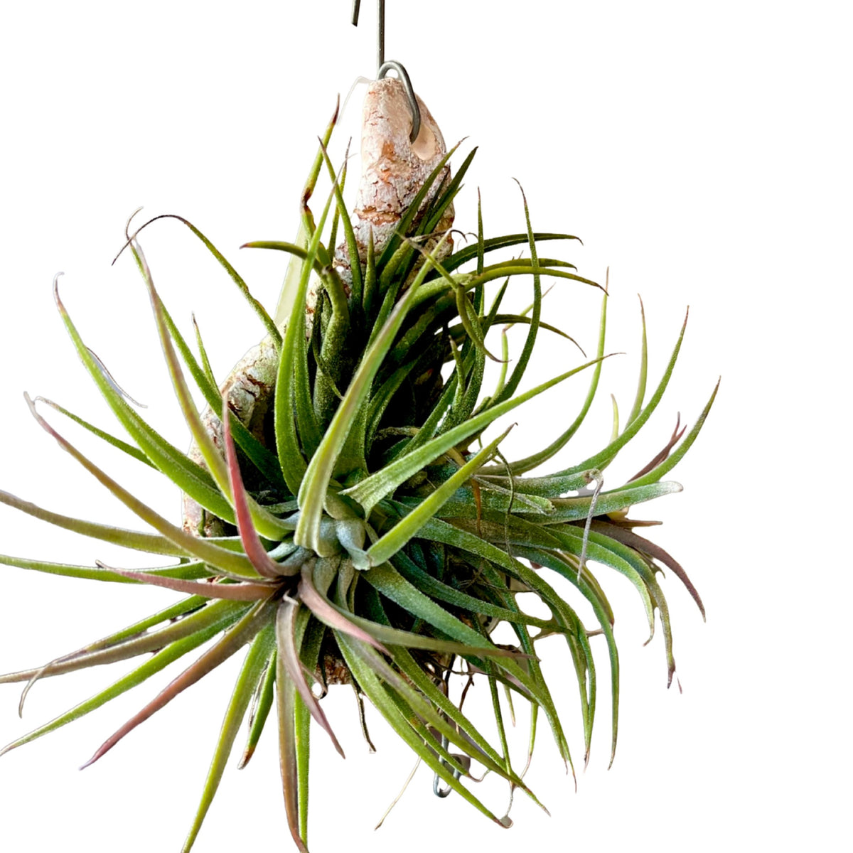 Tillandsia ionantha clumb – Gipsygarden