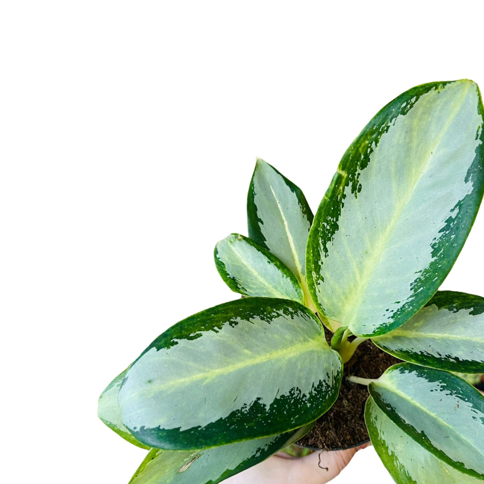 aglaonema diamond bay Aglaonema Diamond Bay – Gipsygarden