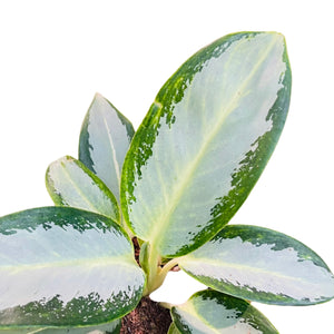 Aglaonema Diamond Bay