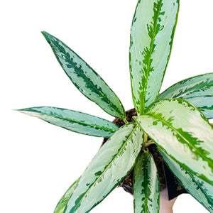 aglaonema greyhound Aglaonema Greyhound – Gipsygarden