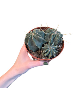 Ferocactus Glaucescens