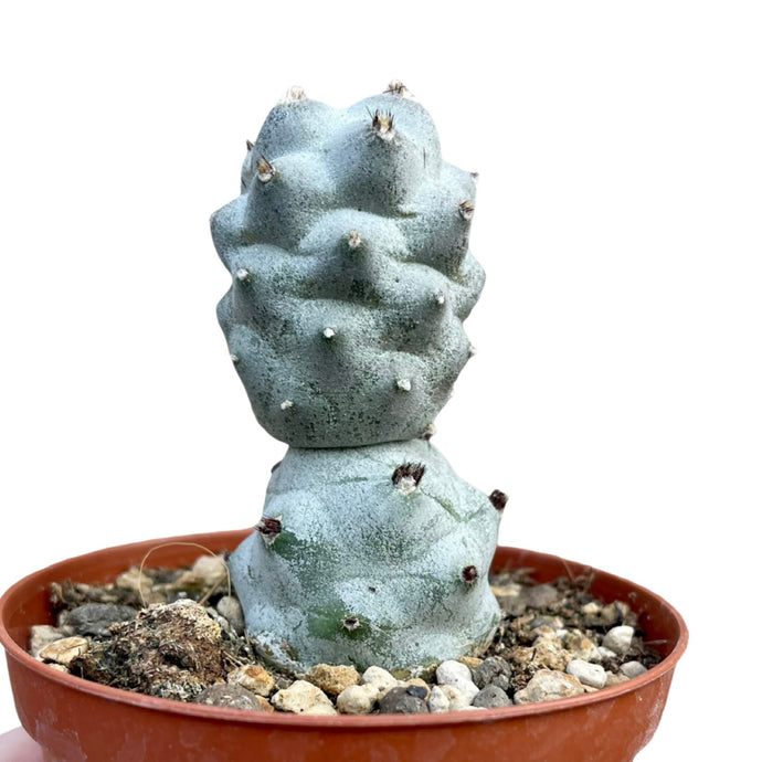 Tephrocactus Calvus