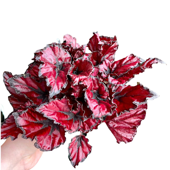 Begonia rex Red Robin