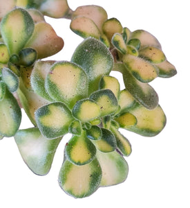 Aeonium Lindleyi Variegata