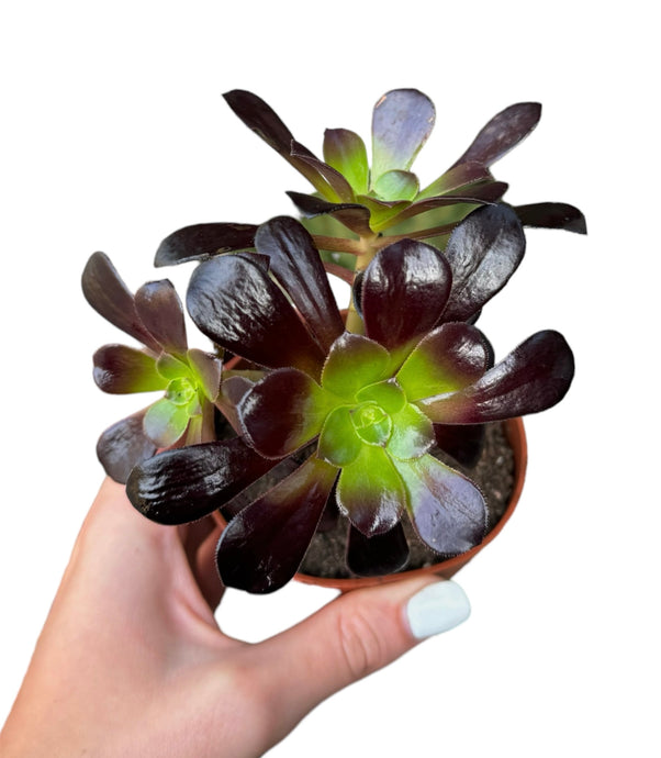 Aeonium Arboreum