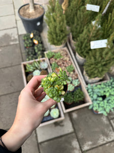 Aeonium Lindleyi Variegata