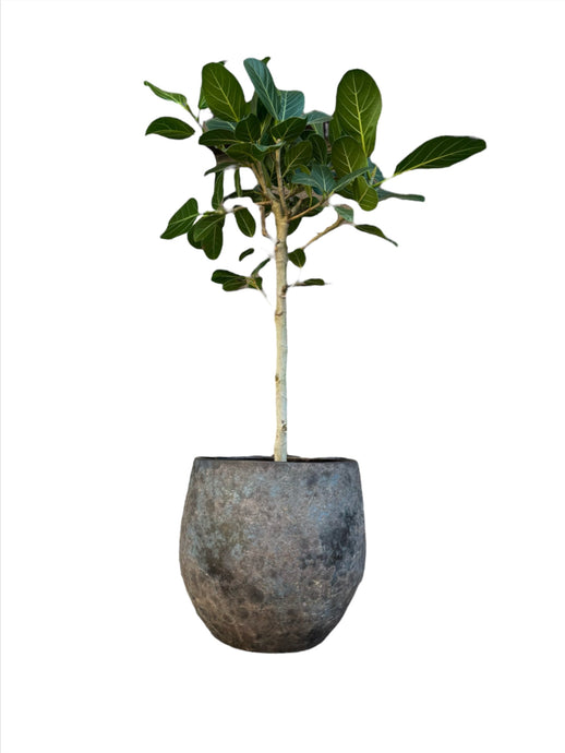 Ficus petite Audrey Ficus little Audrey