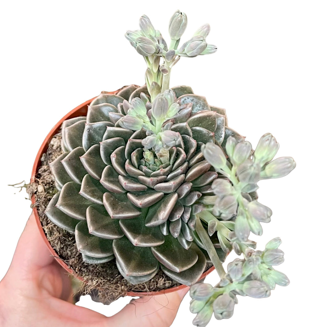 Graptopetalum Vega