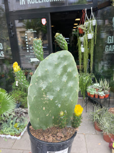 Opuntia Ficus indica