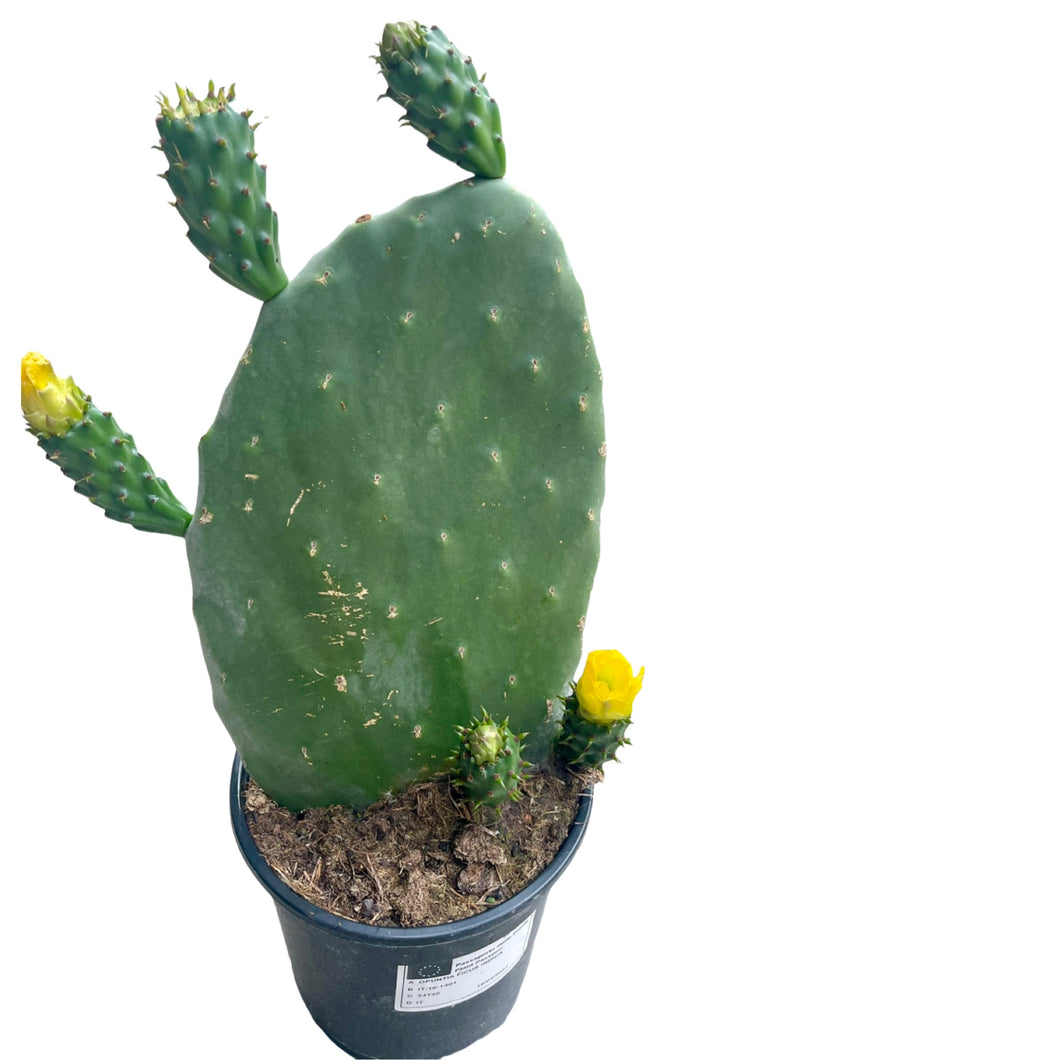 Opuntia Ficus indica