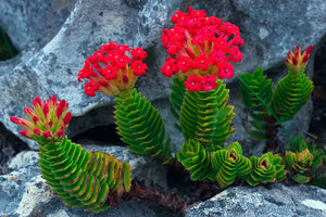 Crassula Cocinea