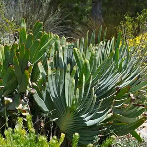 Aloe plicatilis