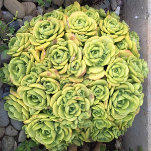 Ramdis Aeonium Lily Pad