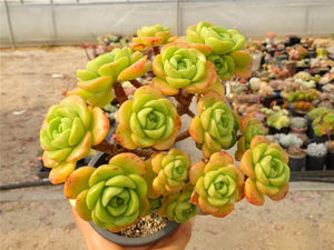 Ramdis Aeonium Lily Pad