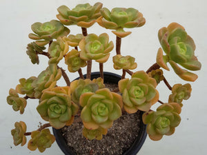 Ramdis Aeonium Lily Pad