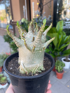 Tinūtras Adenium arabicum