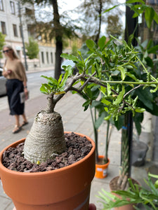 Fockea Edulis in a pot with a diameter of 17 cm