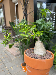 Fockea Edulis in a pot with a diameter of 17 cm