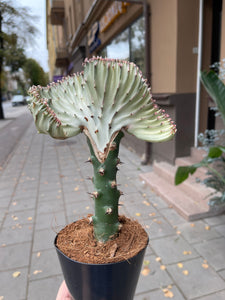 Euphorbia Lactea cristata