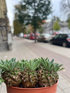 Euphorbia bubleurifolia x Zuzannea Japonica