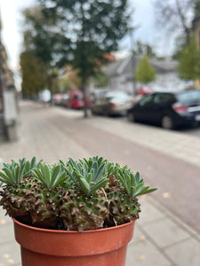 Euphorbia bubleurifolia x Zuzannea Japonica