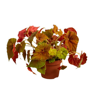 Begonia Amber love