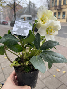 Helleborus niger Verboom Beauty 12Ø 15cm 8pcs.