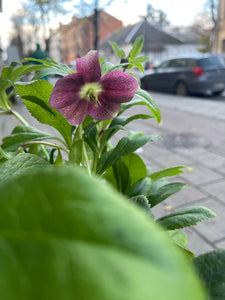 Helleborus orientalis Viv.Victoria